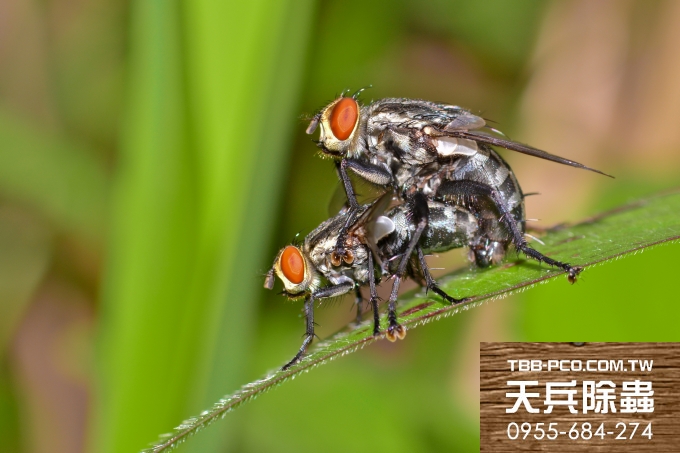 天兵滅鼠公司-活禽攤商　517前轉型可獲獎勵