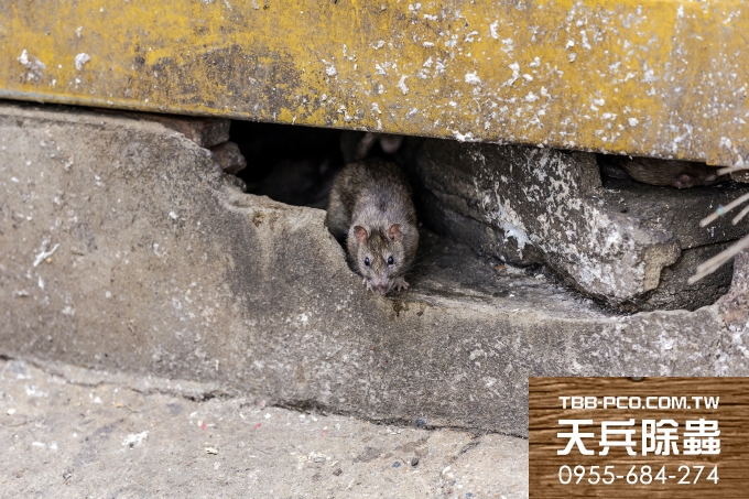 天兵滅鼠公司-錢鼠疑染狂犬病 環保局籲防鼠三不